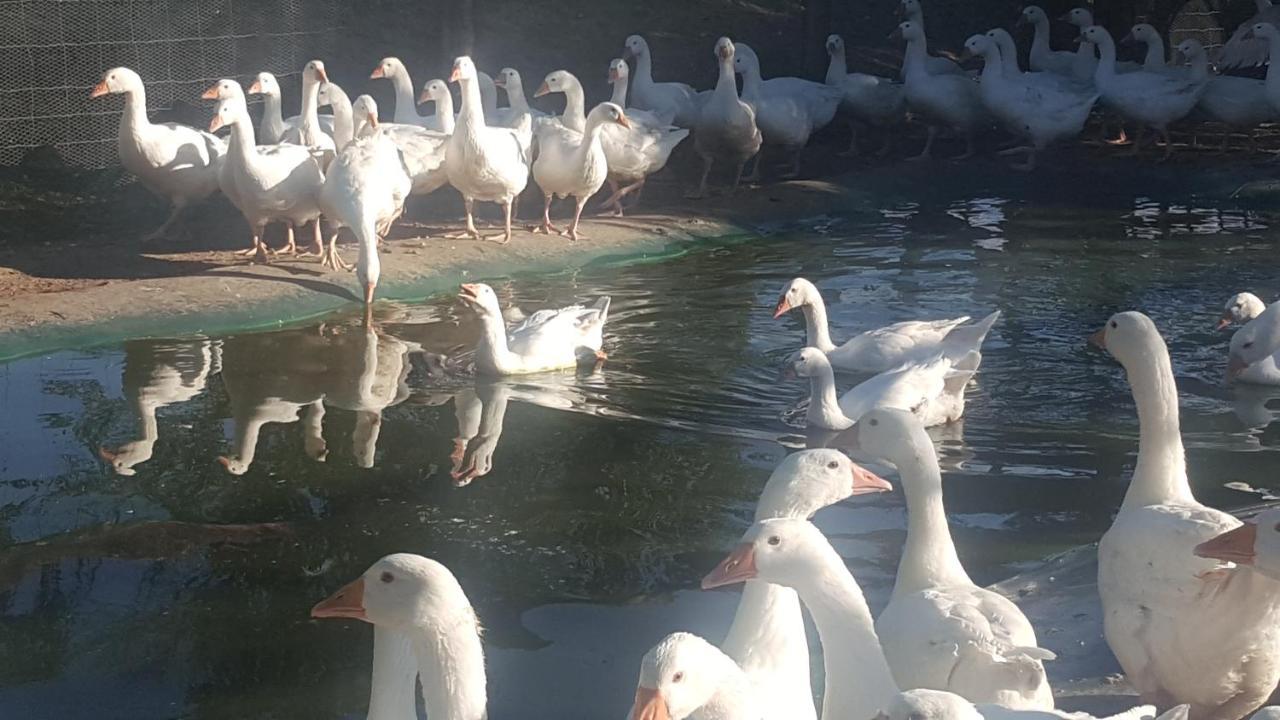 U Durkovych Guest House Zabokreky Nad Nitrou Bagian luar foto